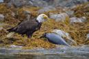 Eagle with Dead Seal, Broken Islands.: West Coast Vancouver Island, July 2016